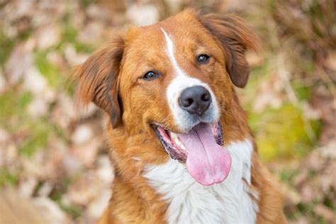 Labernard (St. Bernard Lab Mixed Dog Breed) Info, Pictures ...